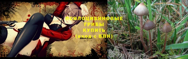 прущие грибы Алексин